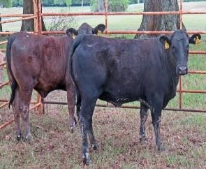 Pregnancy Testing Cattle To Save Money